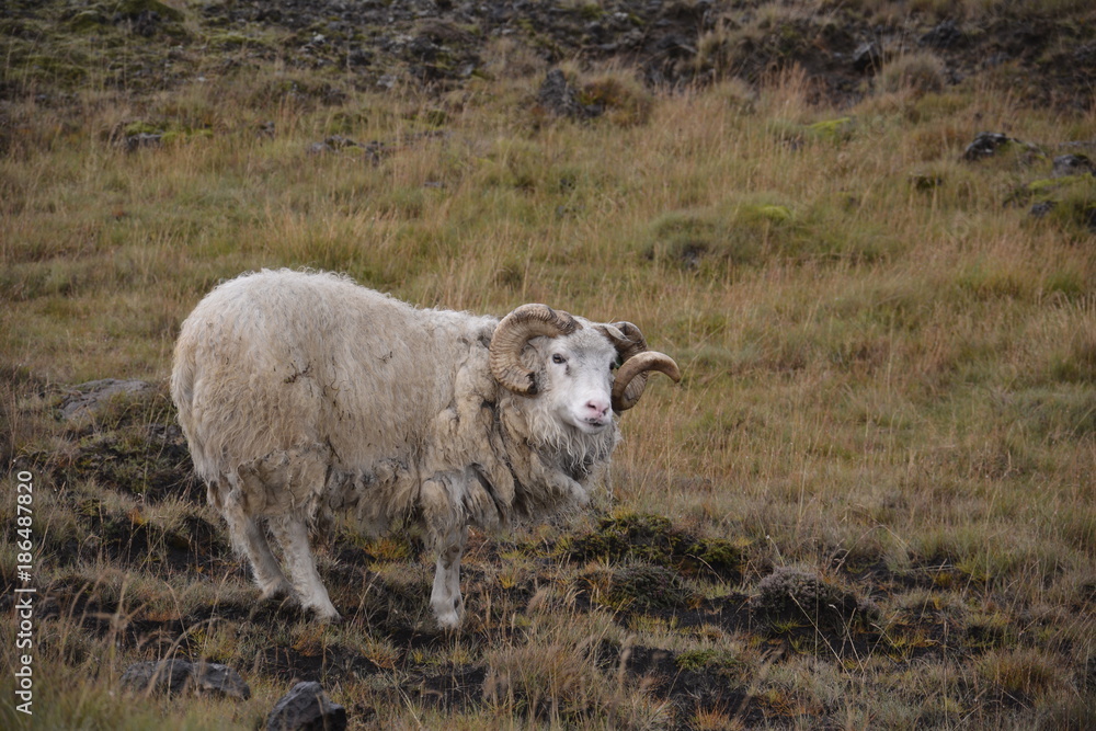 Obraz premium Icelandic sheep with matted wool