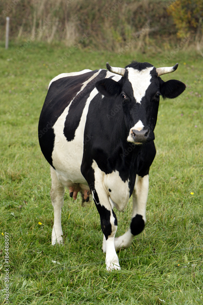 Illustration – piebald farm milk cow on a pasture in Poland