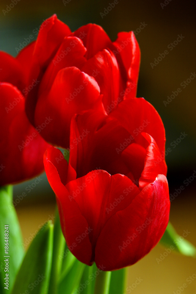 Illustration – closeup composition of blooming Botanic Tulip (latin: Tulipa) Illustration – closeup composition of blooming Botanic Tulip (latin: Tulipa)