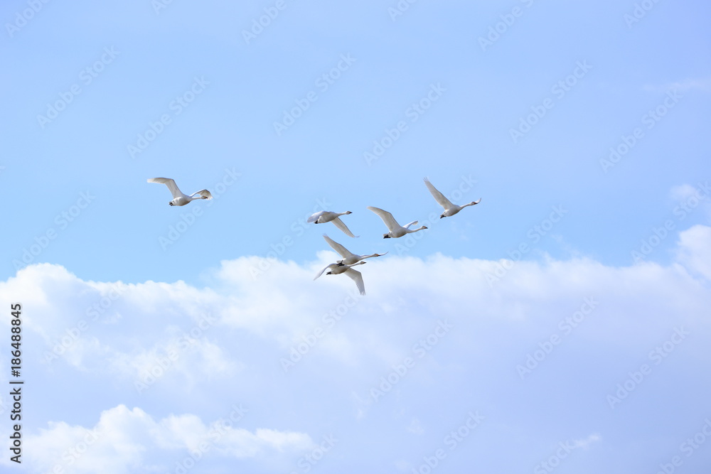 群れで飛ぶ白鳥　Swans flying in flocks	