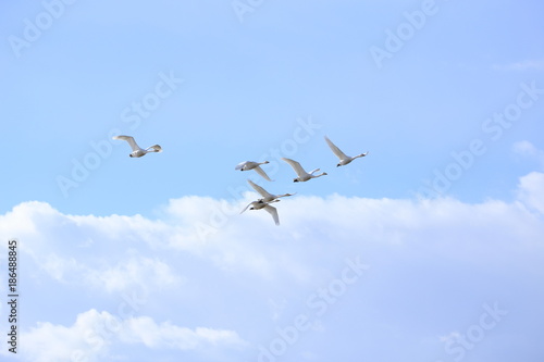 群れで飛ぶ白鳥 Swans flying in flocks 