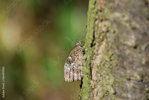 Kirinia roxelana, Lattice Brown butterfly on old tree photo