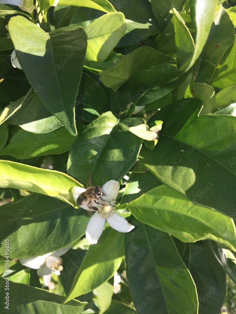 Obraz premium Abeja recolectando néctar en una flor de azahar de un naranjo