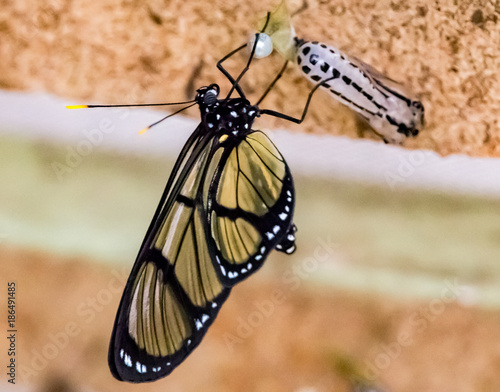 Spotted Glasswing  butterfly newly emerged from cacoon photo