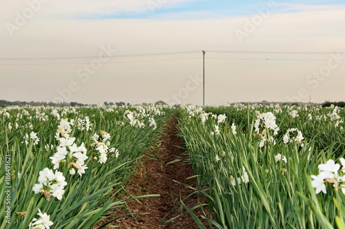 Fototapeta Naklejka Na Ścianę i Meble -  field with white narcissus