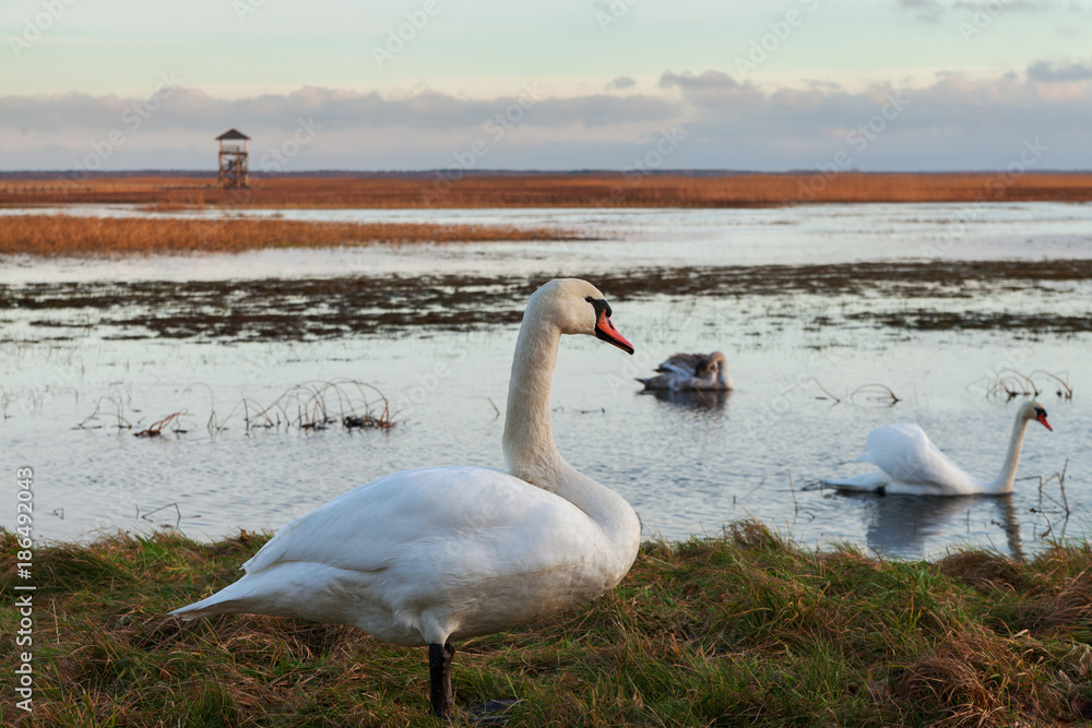 Fototapeta premium Bird observation tower.