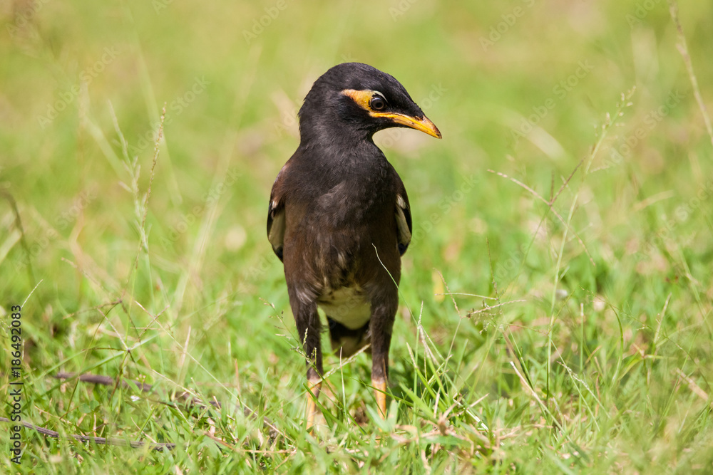 Indian Myna (Acridotheres tristis) bird standing in grass Indian Myna (Acridotheres tristis) bird standing in grass