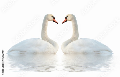 Swans on white surface.