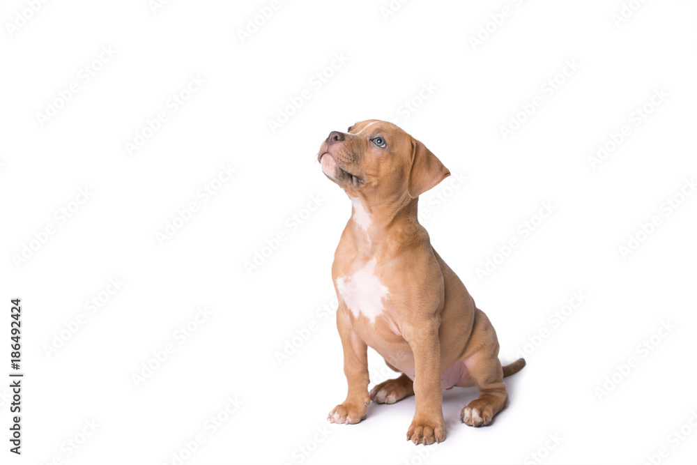 American staffordshire terrier isolated on white