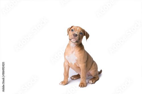 American staffordshire terrier isolated on white