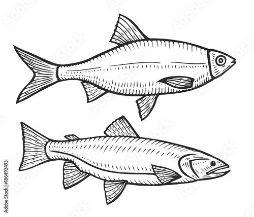 Hand drawn Roach fish