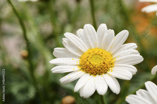 White daisy flowers for background