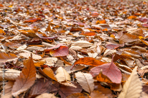秋の風景 低い視点から見る地面の落ち葉２
