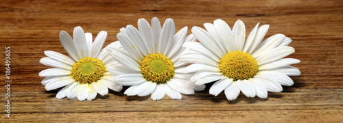 White daisy flowers for background