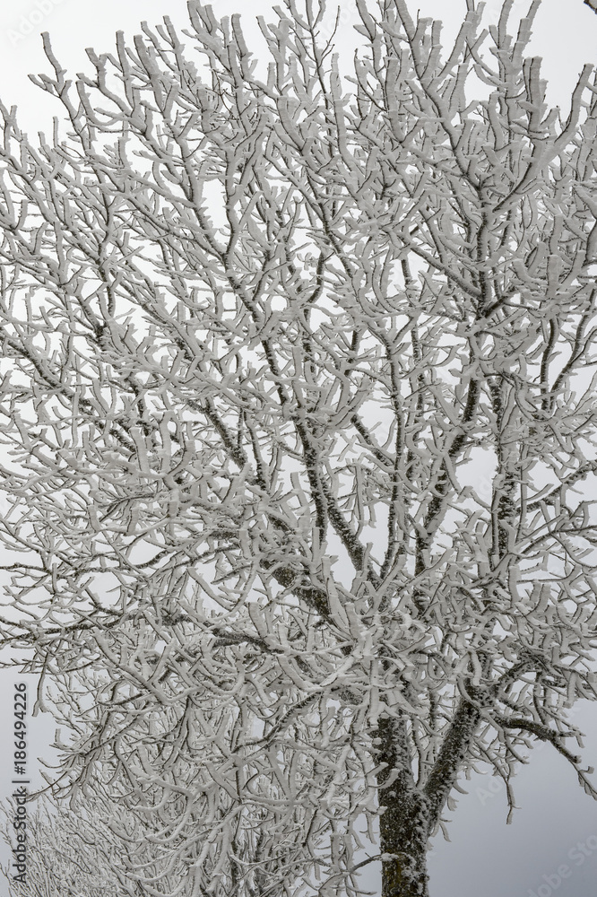 Fototapeta premium séverac d'aveyron neige hiver