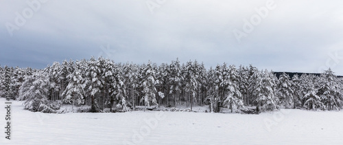 Snow covered Scandinavian pinewood forest with pine trees, Pinus sylvestris.