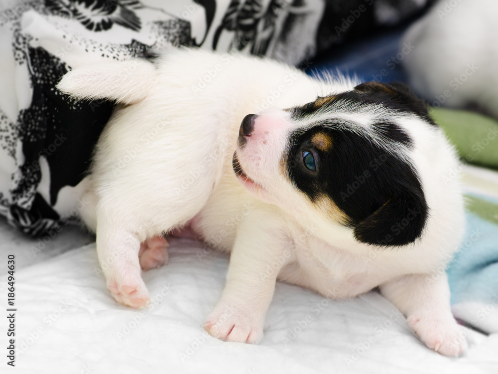 Small newborn white jack russell terrier dogs are playing on a colorful blanket Small newborn white jack russell terrier dogs are playing on a colorful blanket