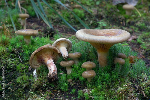 Deadly poisonous Brown roll-rim or poison pax, Paxillus involutus