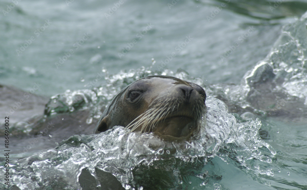 Obraz premium otters