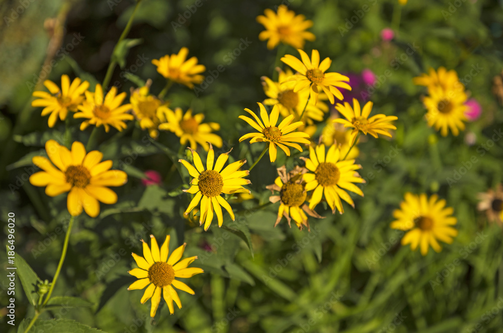 Spring background with beautiful yellow flowers in the garden Spring background with beautiful yellow flowers in the garden