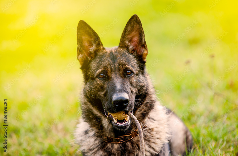 amazing portrait of a german shepherd adult female holding a ball on his mouth. Looking at his trainer. Dog focus with superb sunset light amazing portrait of a german shepherd adult female holding a ball on his mouth. Looking at his trainer. Dog focus with superb sunset light