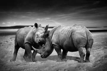 Fototapete Nashorn Zwei Nashörner kämpfen Kopf an Kopf monochromes Bild  © Tony Baggett