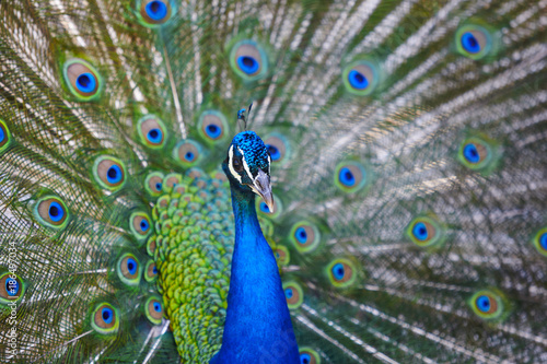 Peacock with colorful spread feathers. Animal background.