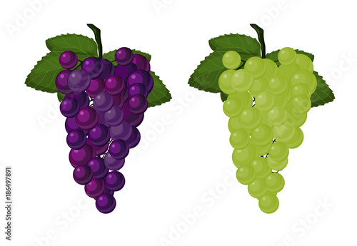 Ripe grapes of the two varieties in cartoon style