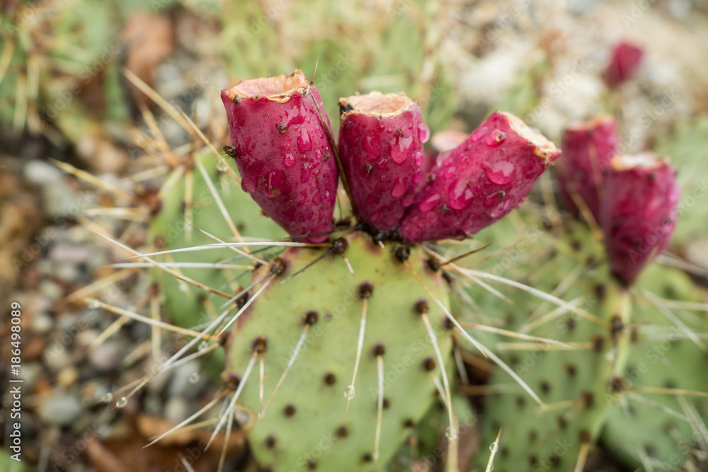 A cactus with a blossom and drops of water A cactus with a blossom and drops of water