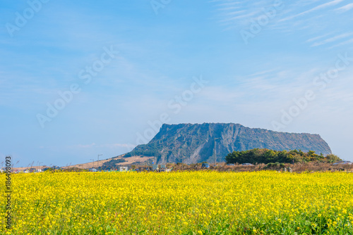 Canola field at Jeju Do Seongsan Ilchulbong, Jeju Island, South Korea photo