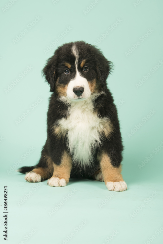 Bernese Mountain Dog puppy on green background Bernese Mountain Dog puppy on green background