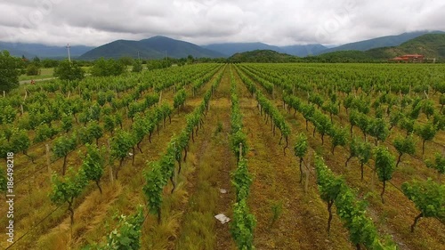 Aerial flight over large vineyard rows, winemaking, agriculture and farming photo