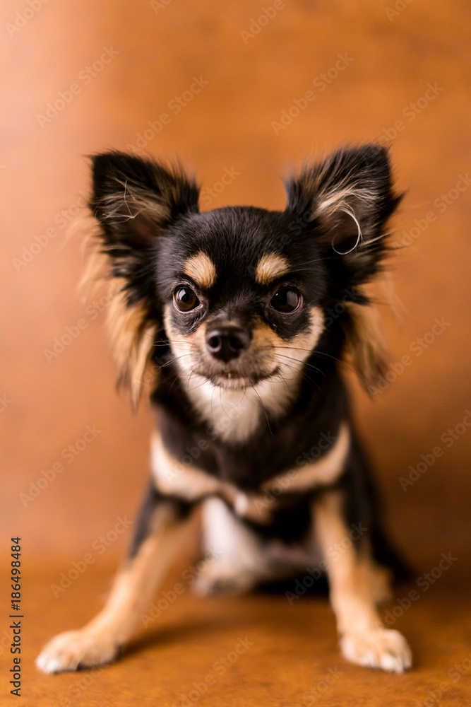 cute chihuahua  dog studio shoot on white leather background