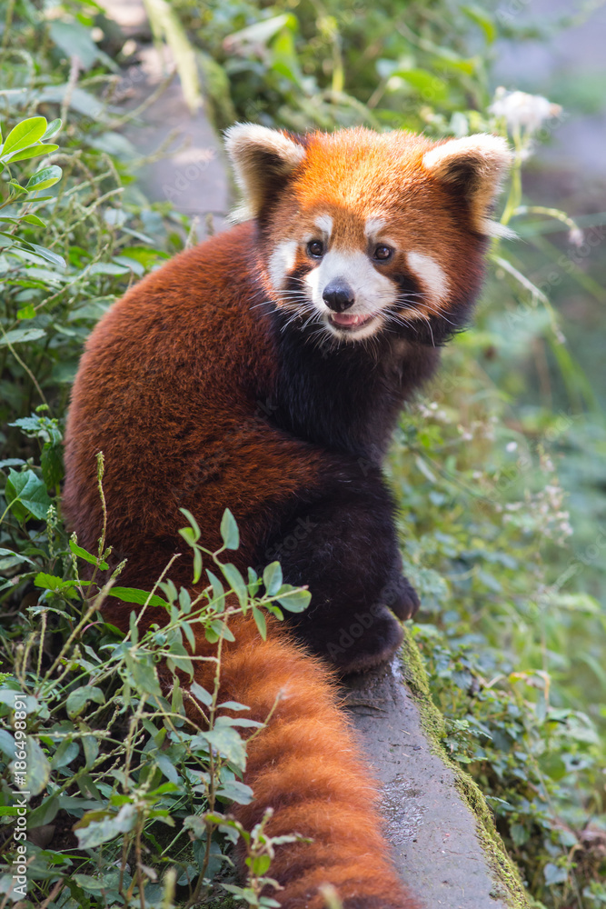 Fototapeta premium Amazing orange panda