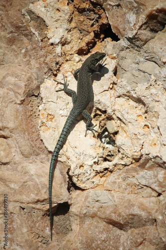 A lizard on a stone wall in Dubrovnik  Croatia