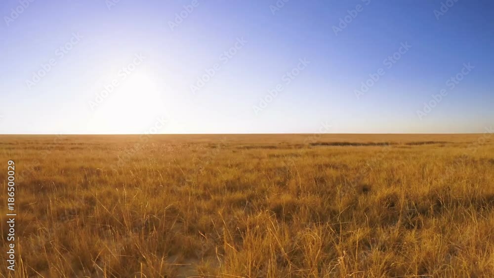 Side view of flat grassland passing by with low sun on the horizon Side view of flat grassland passing by with low sun on the horizon