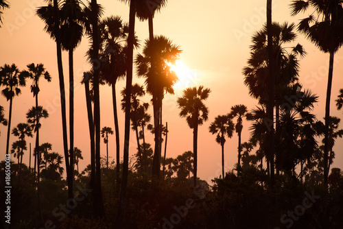 Sunset in the palm tree field