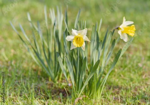Fototapeta Naklejka Na Ścianę i Meble -  Jonquil in meadow. Spring flower and defocused nature green in background. 