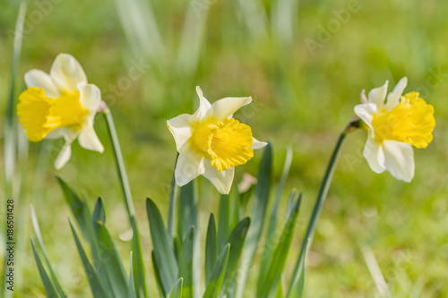 Jonquil in meadow. Spring flower and defocused nature green in background. 