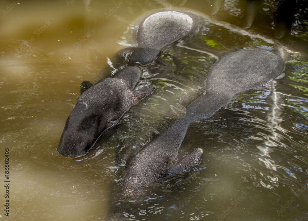 Fototapeta premium Malayan tapir (tapirus indicus) Thailand. Summer of Thailand Malayan tapir to soak in water to relieve hot.