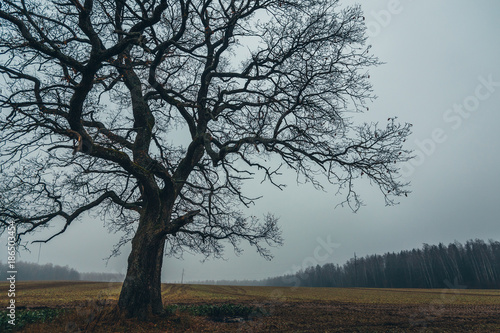 Wallpaper Mural A tree in a field in autumn Torontodigital.ca