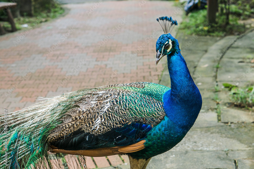 Fototapeta premium Beautiful peacock in profile. Kuala Lumpur Bird Park, Malaysia.