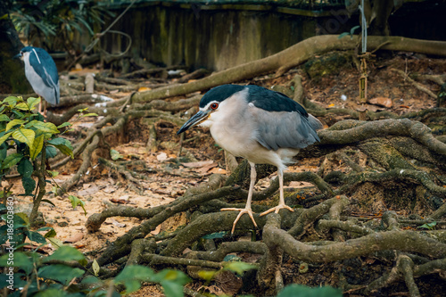 Photography Black-crowned night heron.  Kuala Lumpur Bird Park, Malaysia.