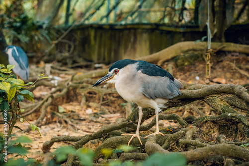 Photography Black-crowned night heron.  Kuala Lumpur Bird Park, Malaysia.