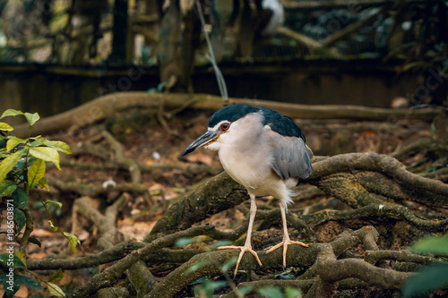 Photography Black-crowned night heron.  Kuala Lumpur Bird Park, Malaysia.