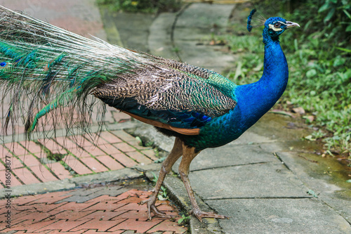 Beautiful peacock in profile. Kuala Lumpur Bird Park, Malaysia.
