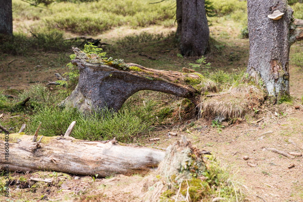 Old tree stump, felled tree in the forest with moss Old tree stump, felled tree in the forest with moss