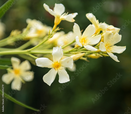 Yellow oleander in the garden