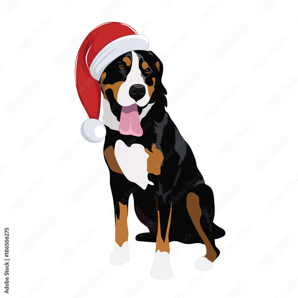 Swiss Mountain dog with Christmas hat isolated on white background. Purebred dog panting and wearing Santa hat.