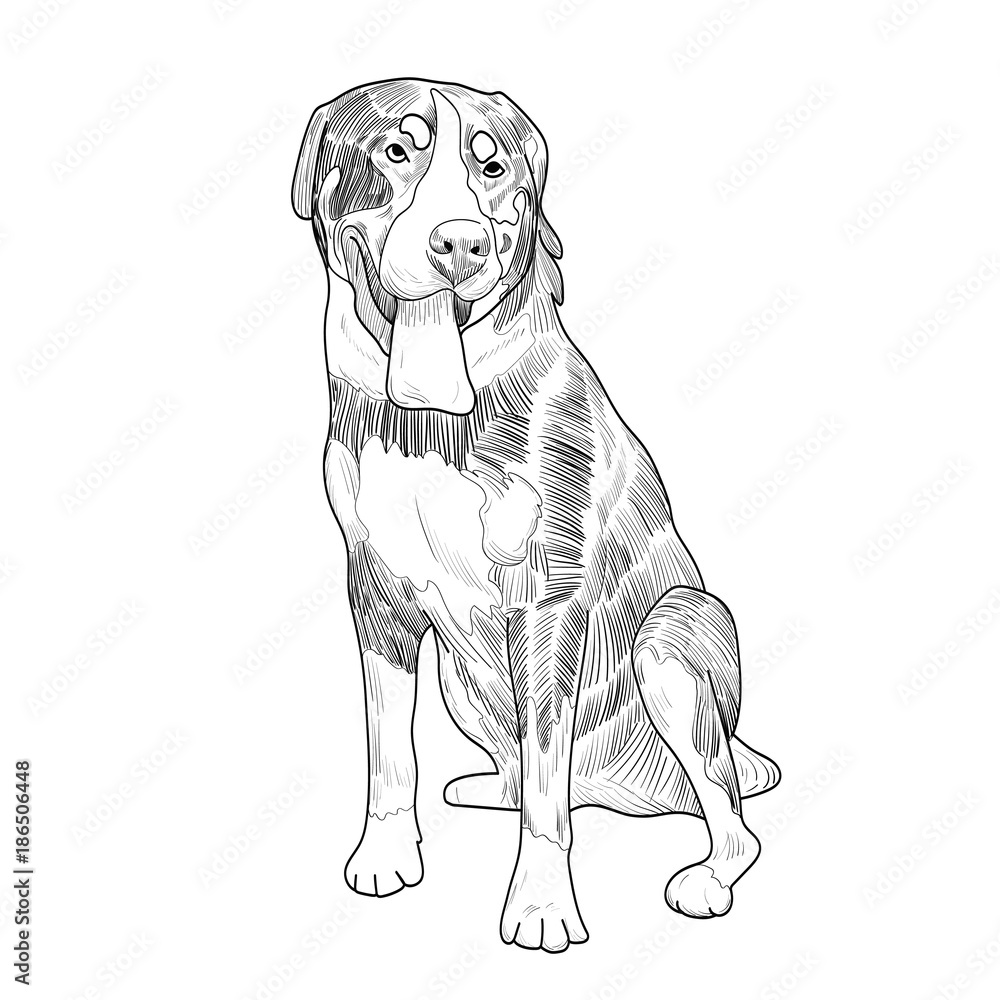 Swiss mountain dog hand drawn sketch. Panting dog sitting isolated on white background.